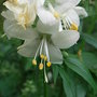 Polemonium caeruleum - white form (Polemonium caeruleum (Jacob's ladder))
