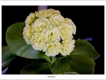 A garden flower photo