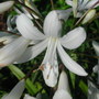 White agapanthus (Agapanthus africanus)