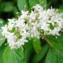 A garden flower photo (cornus)