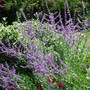 Perovskia full out (Perovskia atriplicifolia 'Blue Spire')