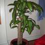 Corn plant (Dracaena Massangeana)