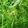 bamboo