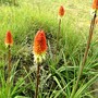 Group of Kniphofia in lower garden (Kniphofia uvaria (Red Hot Poker))