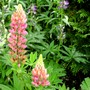 My pink Lupins are out later than purple ones. (Lupinus angustifolius (Blue Lupin))
