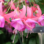 Fuchsia__lady_isobel_barnett_