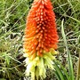 Close up of Kniphofia. (Kniphofia uvaria (Red Hot Poker))