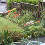 A garden flower photo