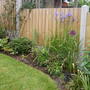 A garden flower photo