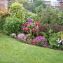 A garden flower photo