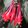 Fuchsia 'Mary' (Fuchsia)