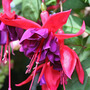 Fuchsia 'Red Shadows'