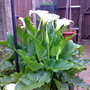 arum (Zantedeschia aethiopica (Arum lily))
