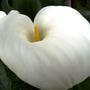 Arum (Zantedeschia aethiopica (Arum lily))