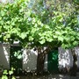 Grapevine
