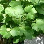 Grapevine 2