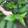 Clematis Tree?