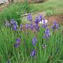 Japanese_iris