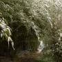 Bamboo snow