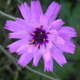 Catananche bloom (Catananche caerulea)