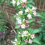 Weigela florida 'Versicolor' - 1 (Weigela florida)