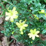 Jasminum parkeri (Jasminum parkeri)