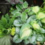 Mixed planting scheme. June 2008