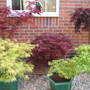 Maples_2