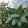 botanical garden of wales