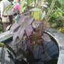 botanical garden of wales