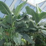 botanical garden of wales