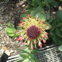 botanical garden of wales