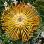 botanical garden of wales