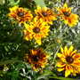 Pams_pics_153
