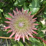 protea    botanical garden of wales