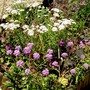 Candytuft (Iberis sempervirens (Candytuft))