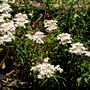 Very pale pink candytuft (Iberis sempervirens (Candytuft))