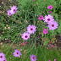 Catananche (Catananche caerulea)