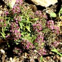 Pink Alyssum in front rockery (Lobularia maritima (Alyssum Rosie ODay))