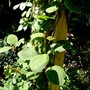 Actinidia or Kiwi vine. (Actinidia deliciosa (Kiwi fruit))