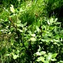 Young Blueberry tree (Vaccinium corymbosum (Hi bush Blueberry))