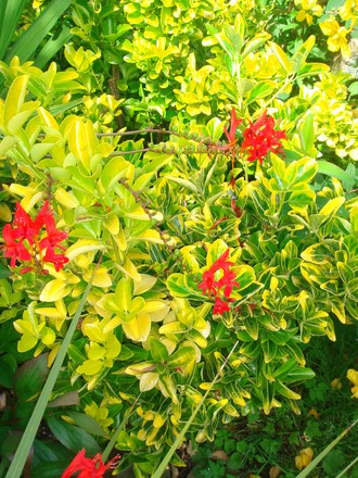 Crocosmia 'Lucifer' - August 2007 (Crocosmia x crocosmiiflora)
