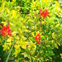 Crocosmia x crocosmiiflora