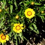 Coreopsis just starting to flower (Coreopsis goldfink)