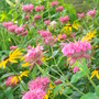 Monarda didyma