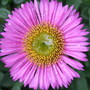 Erigeron