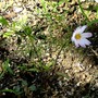 Cosmos???? (Cosmos bipinnatus (Cosmos))