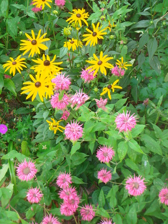 Bergamont & Echinacea - August 2007 (Monarda didyma)