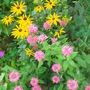 Monarda didyma