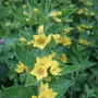 Lysimachia punctata